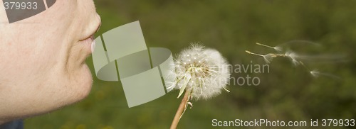 Image of dandelion