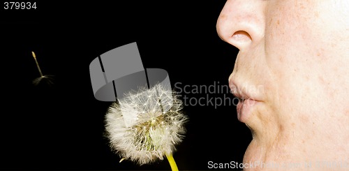 Image of dandelion