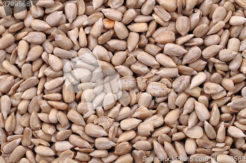Image of sunflower seeds background