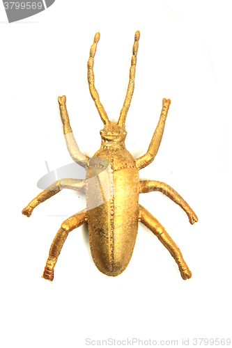 Image of golden beetle isolated