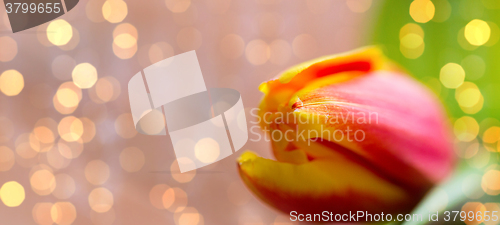 Image of close up of tulip flower