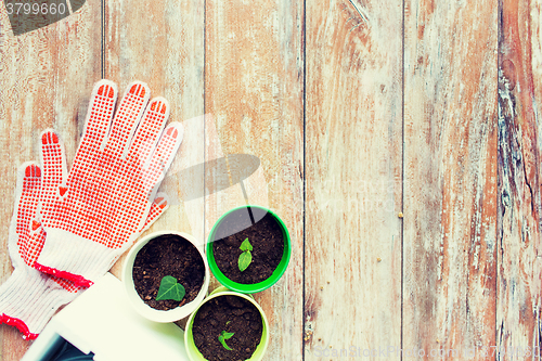 Image of close up of seedlings and garden gloves