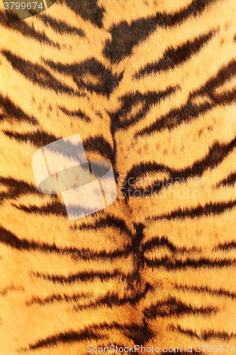 Image of textured fur of a tiger