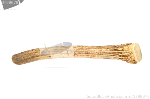 Image of fallow deer isolated horn