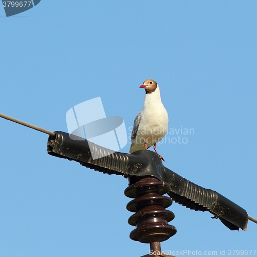 Image of black headed gull on electric pillar