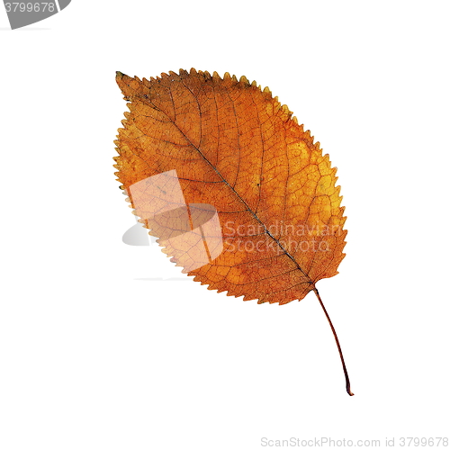 Image of orange faded cherry leaf over white