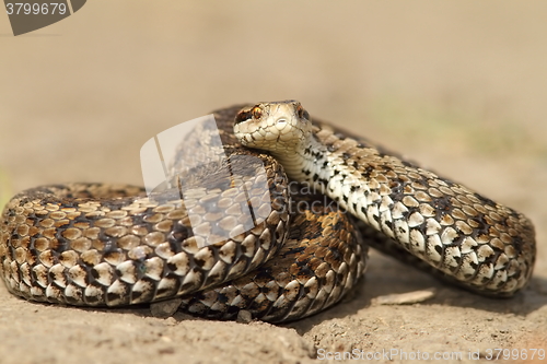 Image of meadow viper ready to strike