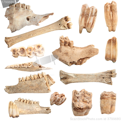 Image of isolated different animal bones
