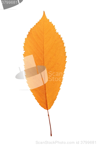 Image of reddish cherry leaf over white