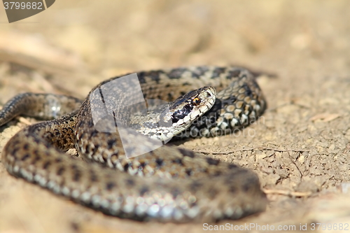 Image of male meadow viper in situ