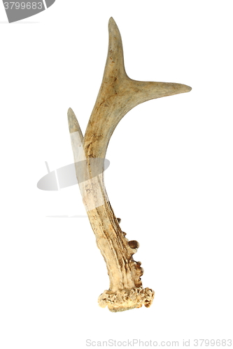 Image of roe deer isolated horn