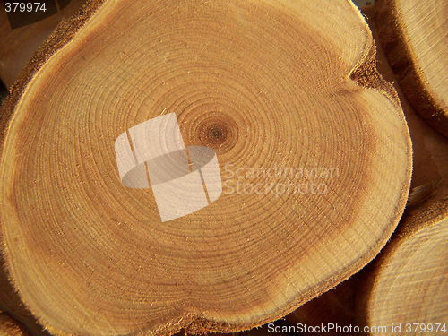 Image of Annual circles of wood