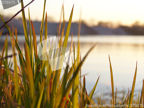 Image of River bank. Shined grass