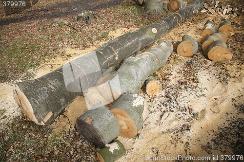 Image of Firewood