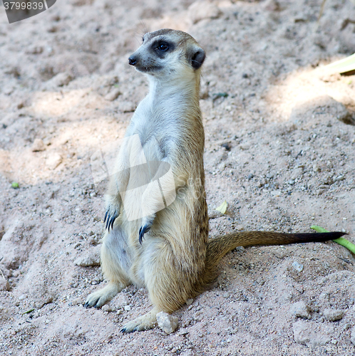 Image of surikat on sand