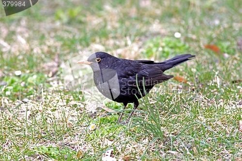 Image of Blackbird