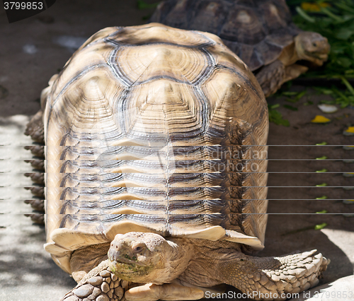 Image of close up of tortoise