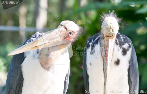 Image of marabou in the Zoo