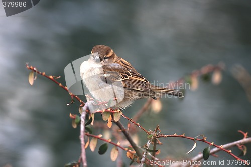 Image of Sparrow