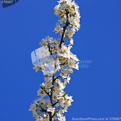 Image of Cherry tree branch in bloom