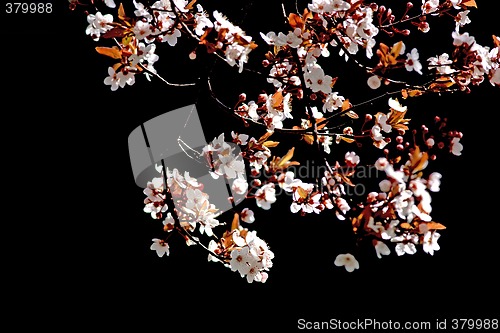 Image of Cherry tree branch in bloom