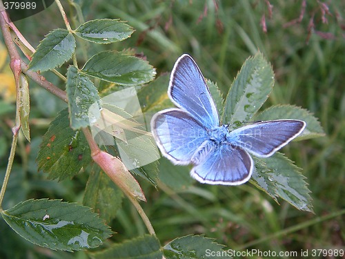 Image of Butterfly