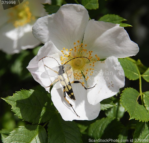 Image of Flower