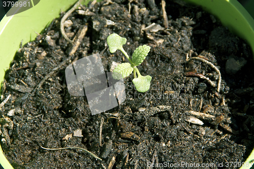 Image of white sage seedling