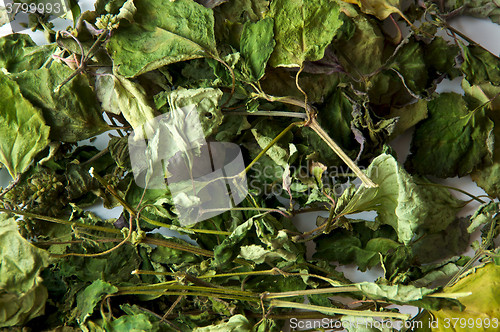 Image of dried patchouli leaves