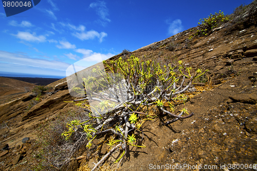 Image of flower   rock stone sky  hill and summer spain plant 