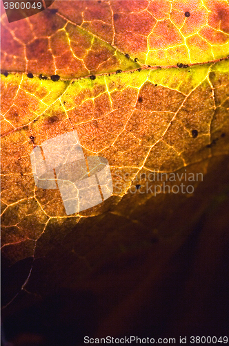 Image of  abstract of a  yellow red  black brown leaf