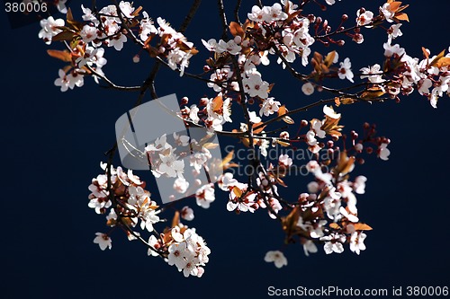 Image of Cherry tree branch in bloom