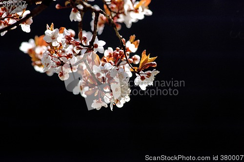 Image of Cherry tree branch in bloom