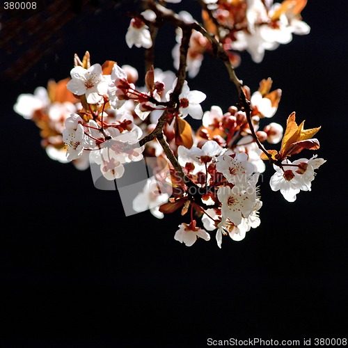 Image of Cherry tree branch in bloom