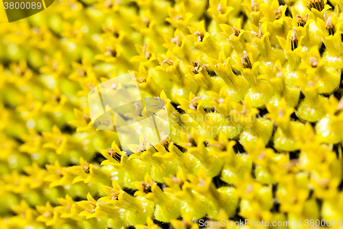 Image of sunflower  close up 