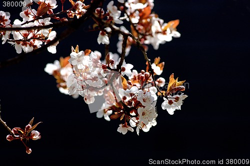 Image of Cherry tree branch in bloom