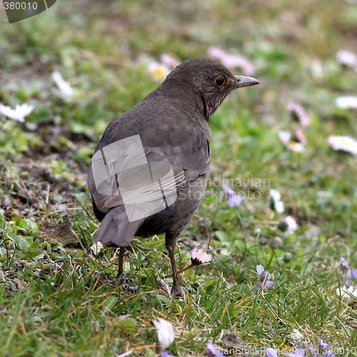 Image of Blackbird