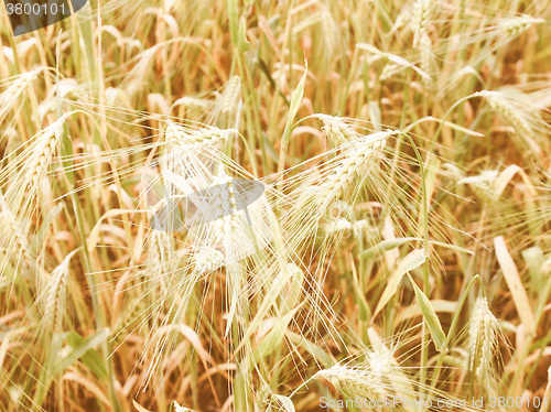 Image of Retro looking Barleycorn field