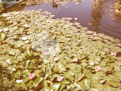 Image of Retro looking Waterlily