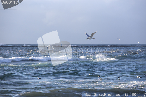 Image of Gulls hunt for fishes