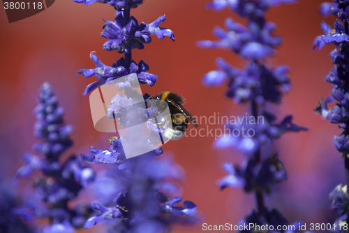 Image of Closeup of a bumblebee in a field of purple salvia