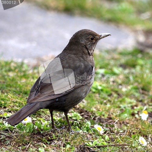 Image of Blackbird