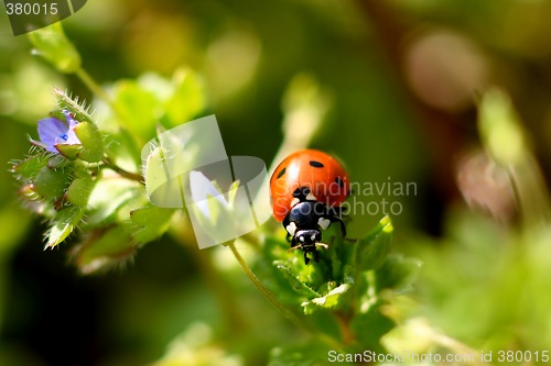 Image of Ladybug on a plant