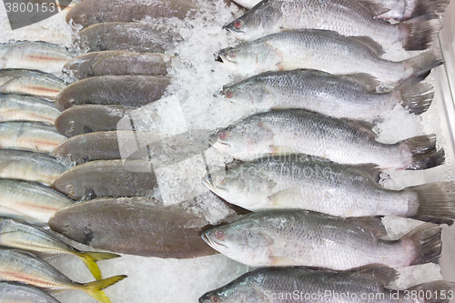 Image of fresh sea fish