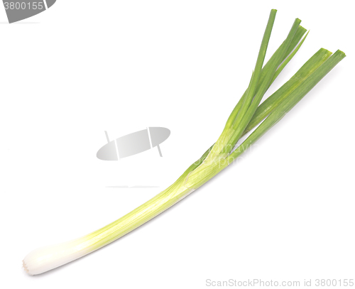 Image of fresh green onion