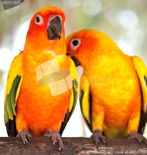 Image of pair of parrots