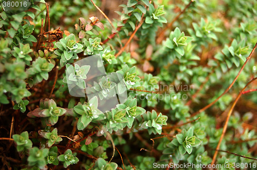 Image of Forest