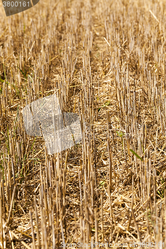 Image of field with straw  