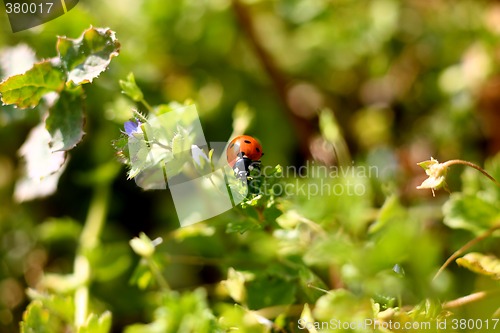 Image of Ladybug on a plant