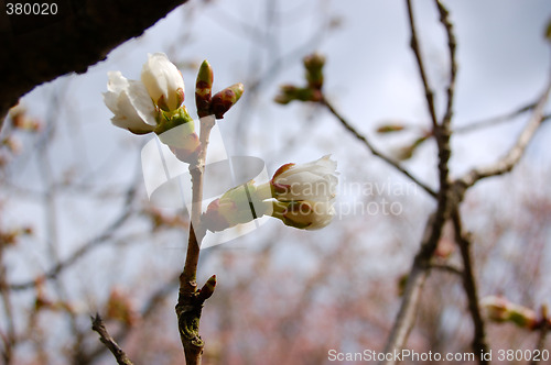 Image of Spring in the garden